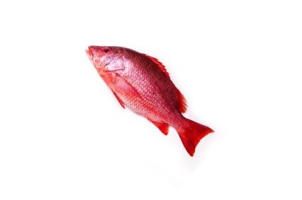 Red Snapper/Chemballi-500gm - Fish Bar